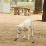 lei-torna-crime-exercicio-ilegal-da-medicina-veterinaria 