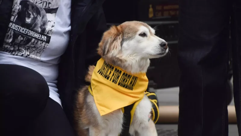 Cão comunitário é encontrado morto com galho na garganta; polícia investiga o caso – Folha de Dourados – Notícias de Dourados-MS e região