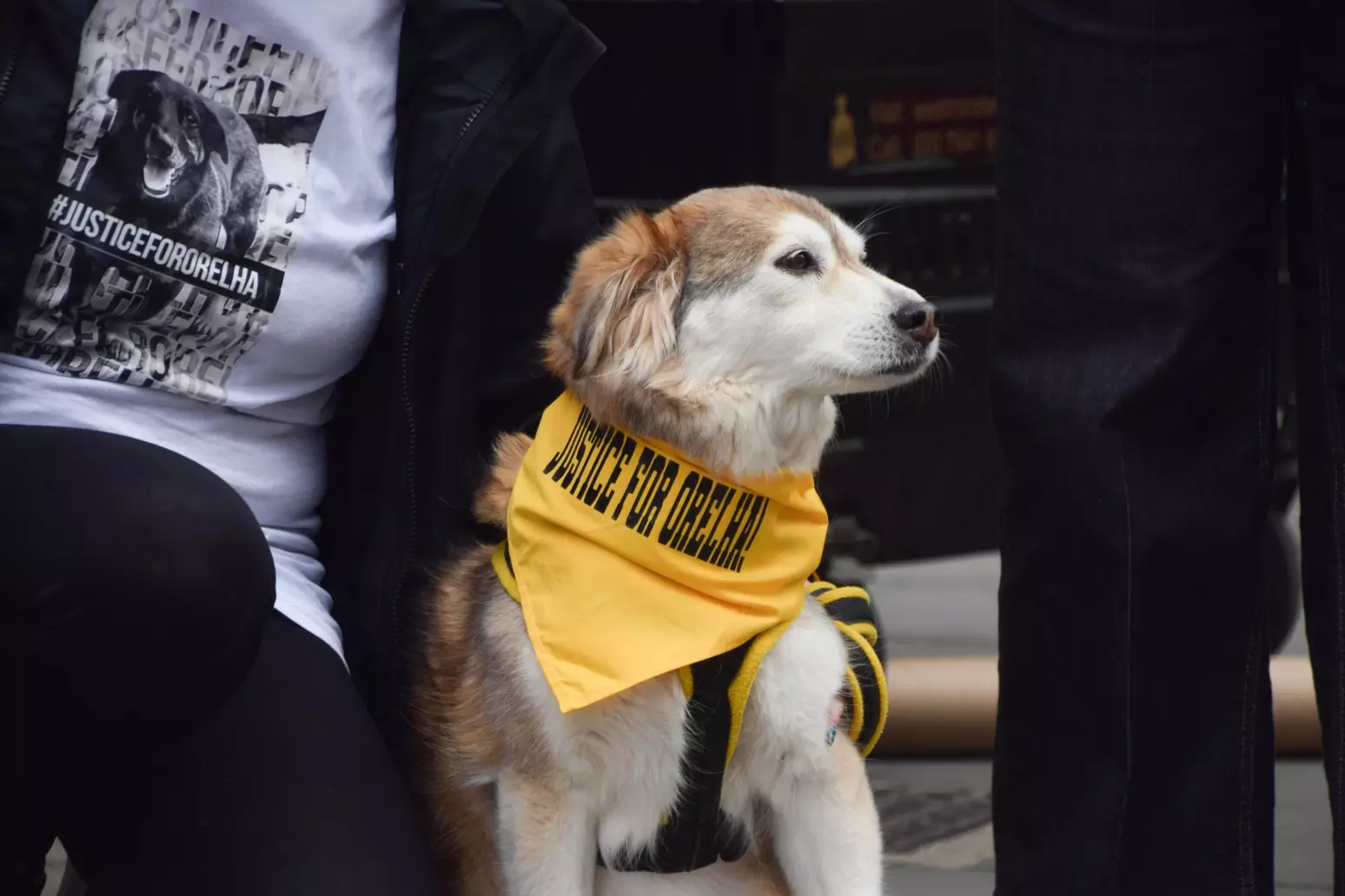 Cão comunitário é encontrado morto com galho na garganta; polícia investiga o caso – Folha de Dourados – Notícias de Dourados-MS e região