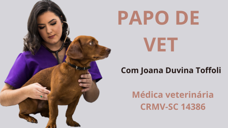 Copa, fogos e comemorações: por que os pets sofrem tanto com o barulho? – Siderópolis Notícias