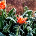 inverno-traz-onda-de-frio-intenso-ao-longo-da-semana:-fique-atento