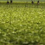 cmn-passa-a-exigir-fotos-com-localizacao-comprovada-em-seguro-rural