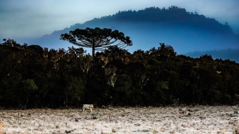 Inverno começa em Santa Catarina com onda de frio intenso