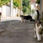 criacao-de-centro-de-controle-de-zoonoses-e-bem-estar-animal-volta-ao-debate-em-forquilhinha