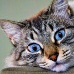 forquilhinha-abre-inscricoes-para-mais-um-mutirao-de-castracao-de-caes-e-gatos
