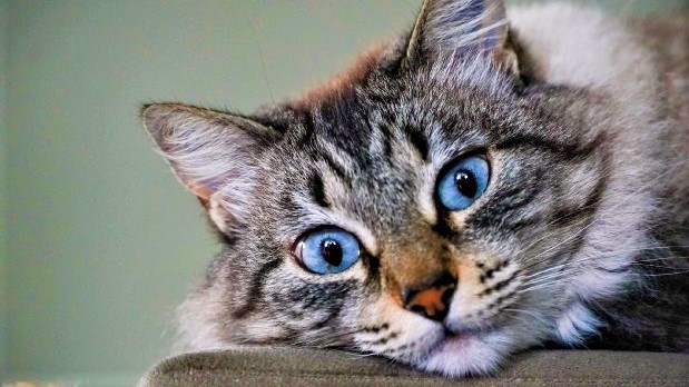 forquilhinha-abre-inscricoes-para-mais-um-mutirao-de-castracao-de-caes-e-gatos