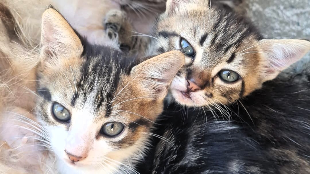 ouro-negro-recebe-mutirao-de-castracao-de-caes-e-gatos-neste-mes