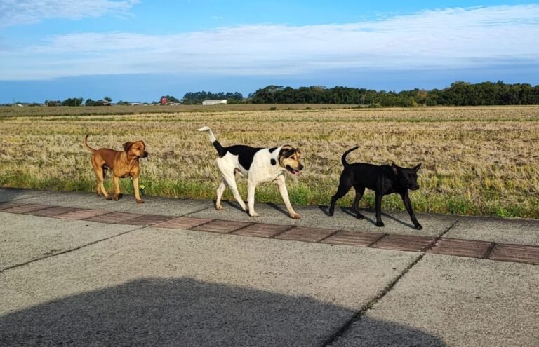 “programa-cao-amigo”-preve-multas-pesadas-para-abandono-de-animais-em-forquilhinha