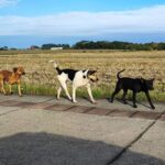 cidade-alta-recebera-mutirao-de-castracao-de-caes-e-gatos-em-agosto