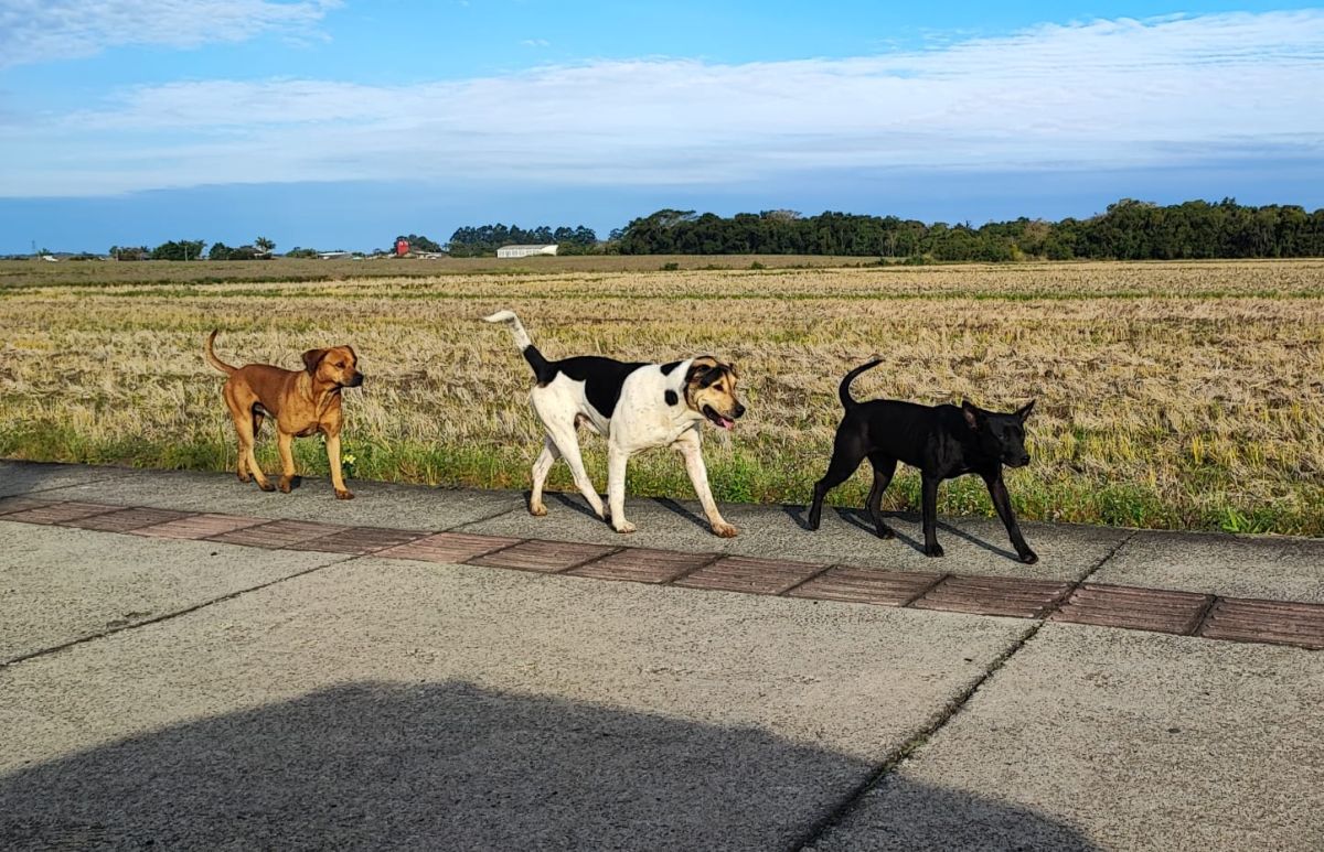 cidade-alta-recebera-mutirao-de-castracao-de-caes-e-gatos-em-agosto
