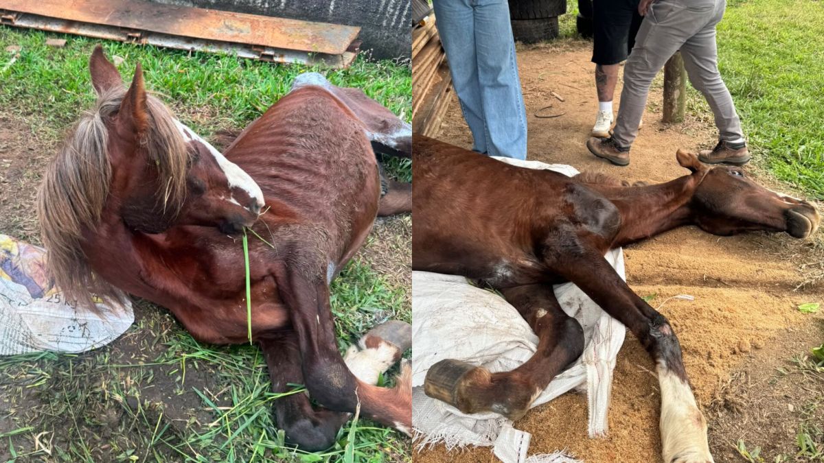 apos-resgate-de-maus-tratos,-voluntarios-buscam-ajuda-para-tratamento-de-cavalo-em-forquilhinha